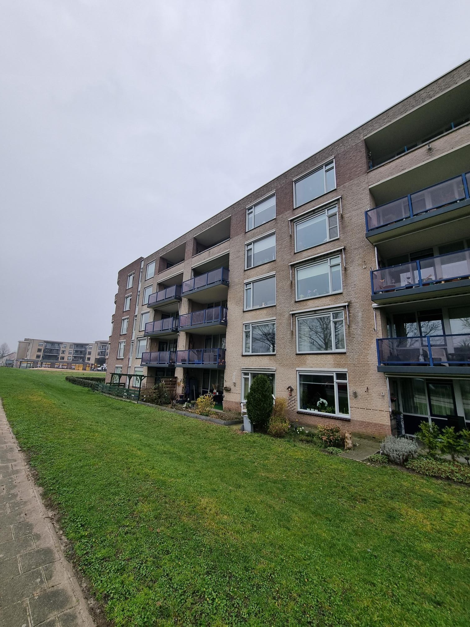 Aalscholver 27
