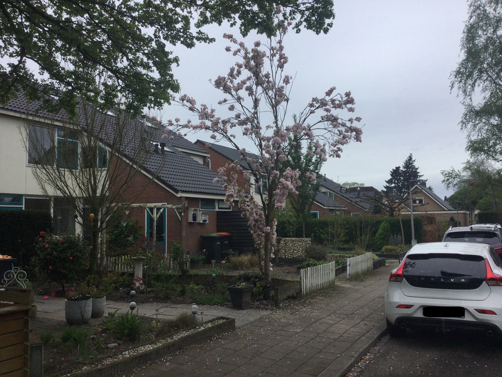 Pinksterbloemstraat 52