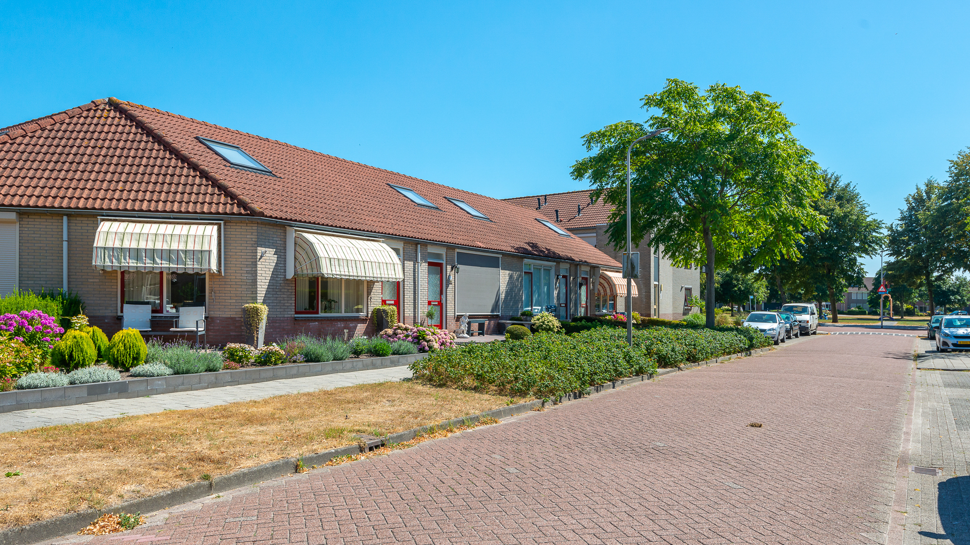 Zwanebloem 18