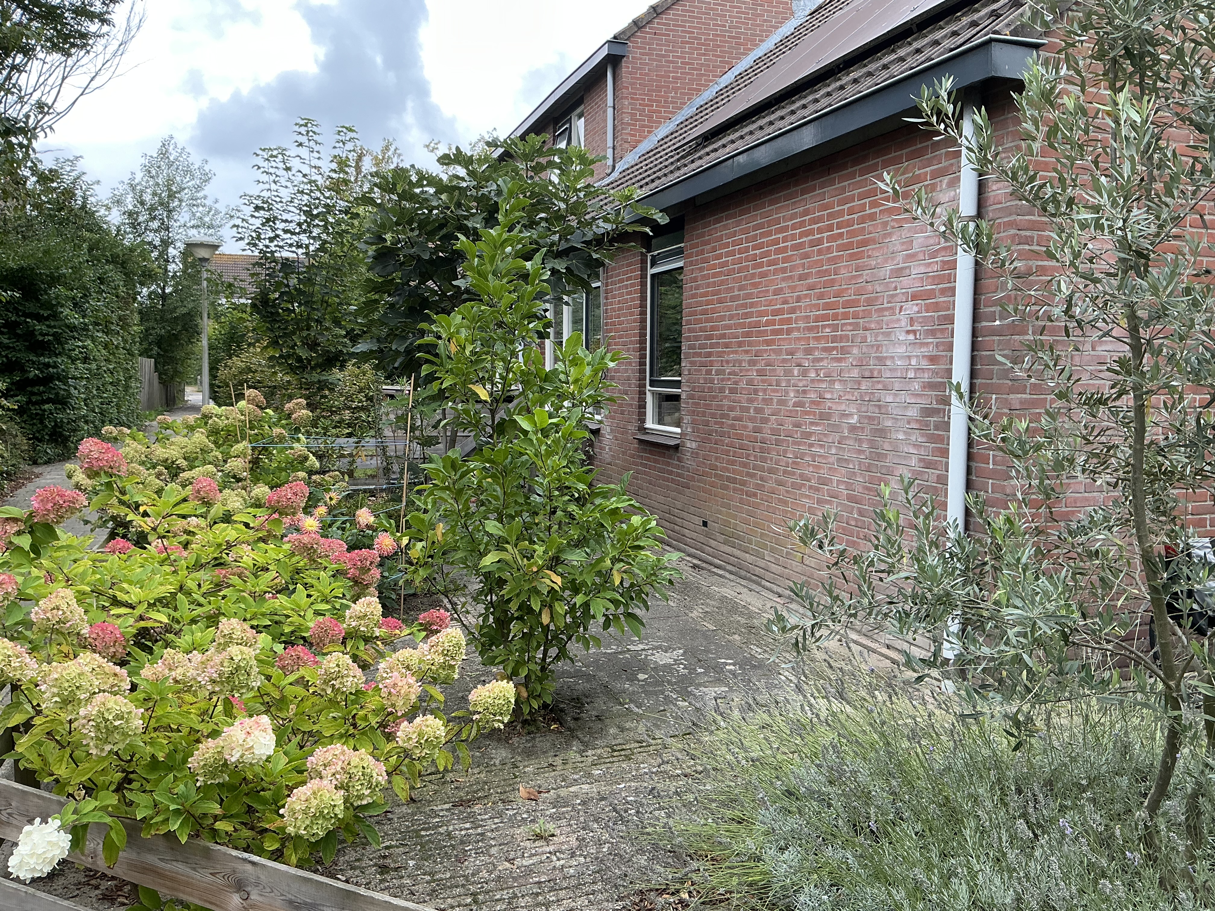 Kattedoorn 26